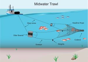 Dyneema Midwateri traal